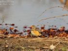 Kurrichane Thrush