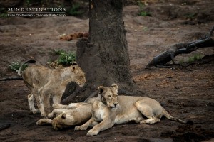 Chacma Lion Cubs