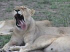 Kambula Lionesses