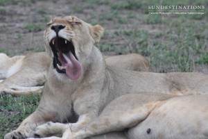 Kambula Lionesses