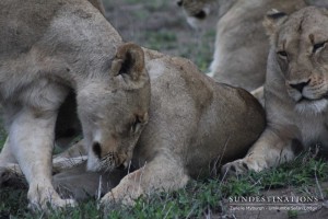 Kambula Pride Umkumbe