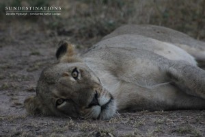 Sabi Sand Lions