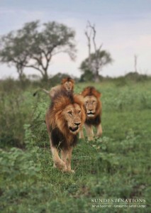 Umkumbe Birmingham Male Lions