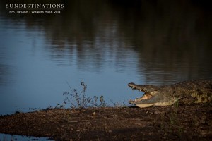 Crocodile at Walkers