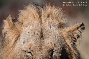 Chacma Maseke Lion Mating