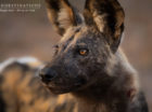 Africa on Foot Wild Dogs