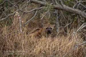 Africa on Foot Hyena