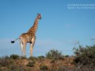 Giraffe Landscape