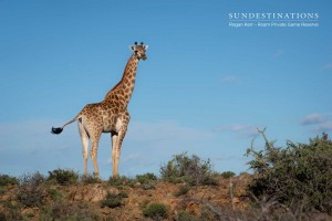 Giraffe Landscape