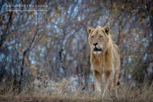 Chacma Lion