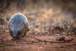 Pangolin Greater Kruger - Em Gatland