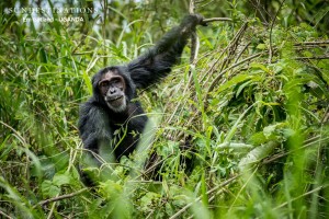 Uganda Chimpanzee Tracking