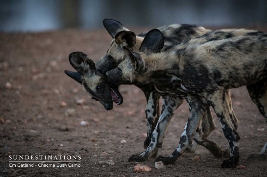 jostle-around-the-waterhole-sun-destinations-discover-africa-s