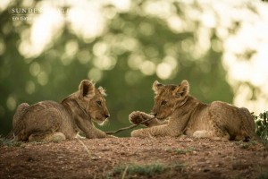 Lion Cub Coalition