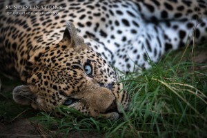 Chavalathu the Leopard