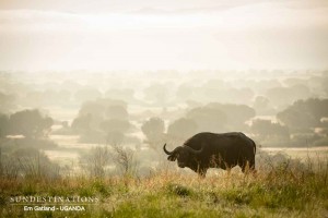 Queen Elizabeth Buffalo