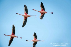 Queen Elizabeth Flamingoes