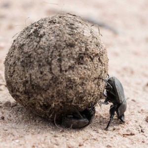 Dung Beetles in Klaserie