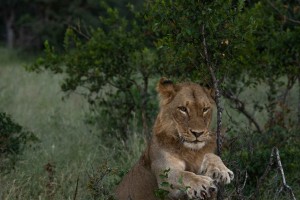 River Pride Male Lion