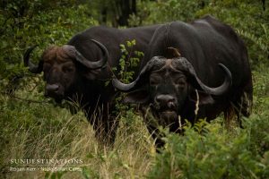 Nsala Buffaloes