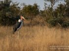 Marabou Stork at nThambo