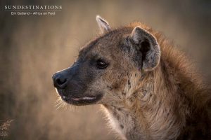 Africa on Foot Hyena