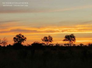 Sunset in Sabi Sand