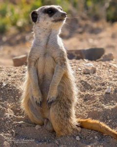 The Meerkat Colony at Roam