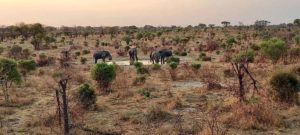 Elephants at Mankwe Waterhole