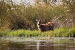 Khwai River Sitatunga