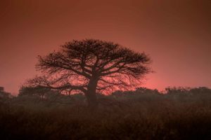 Boteti Tree at Sunset