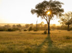 Between Nxai Pan National Park in the east and Moremi Game Reserve in the west, lies a magical 365 000 hectares of pristine wilderness paradise. This secret tract of land is an adventurer’s dream and an explorer’s heaven! The area is exclusive to Tuskers Bush Camp, which makes game drives and bush walks a never […]