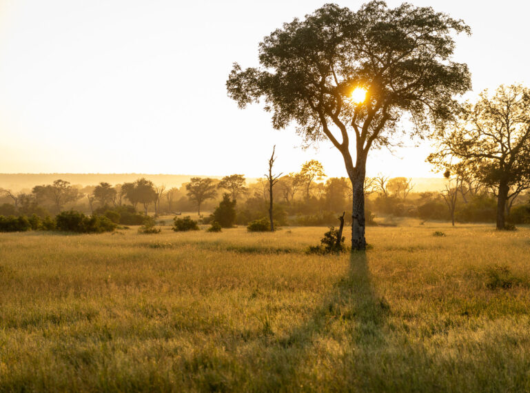 5 essential safari FAQs for first-time safari goers