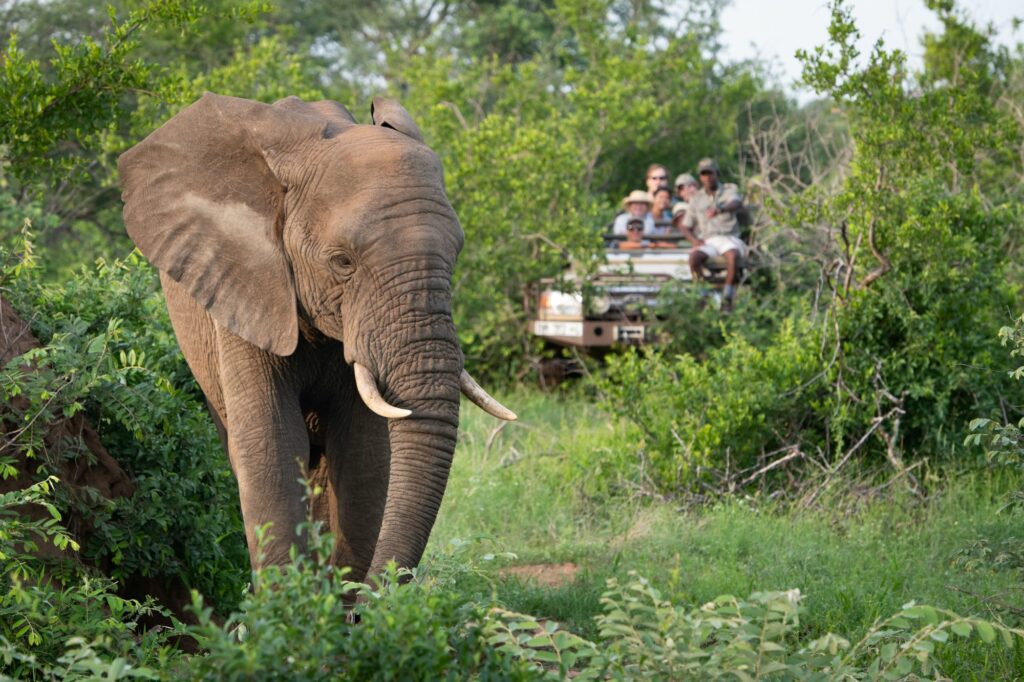 Sausage Tree Safari Camp | Olifants West Nature Reserve