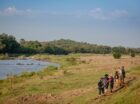 Embarking on a mobile walking safari with Africa on Foot Wilderness Trails in the Greater Kruger’s Maseke Balule Game Reserve offers an unparalleled way to connect with nature while prioritising sustainability. 90% of the time you are foot, which is a low impact way of exploring the bushveld. By exploring the bush on foot, we […]