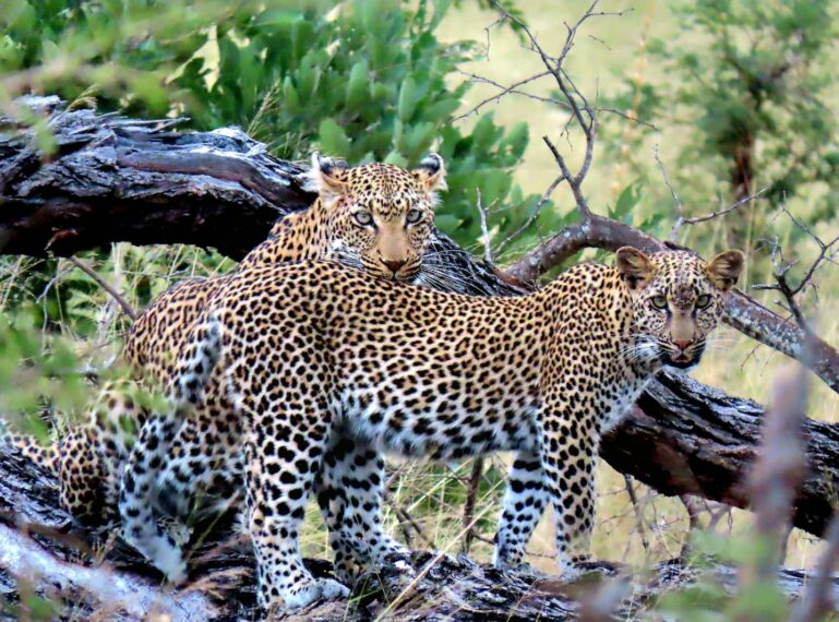 What wildlife can I see at Nyala Safari Lodge?