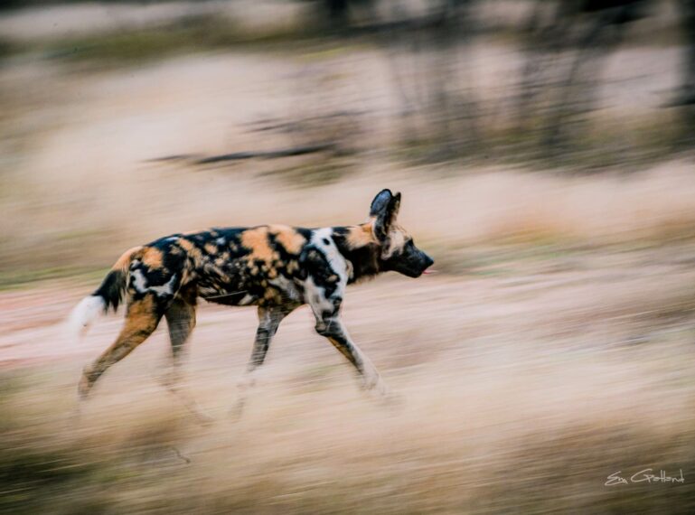 Endangered Species Day, EWT and African Wild Dogs