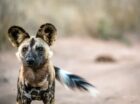 Young hyena cub