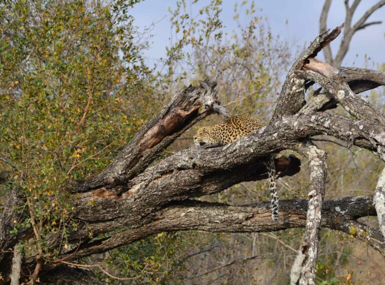 A wildlife extravaganza at Umkumbe Safari Lodge Riverside