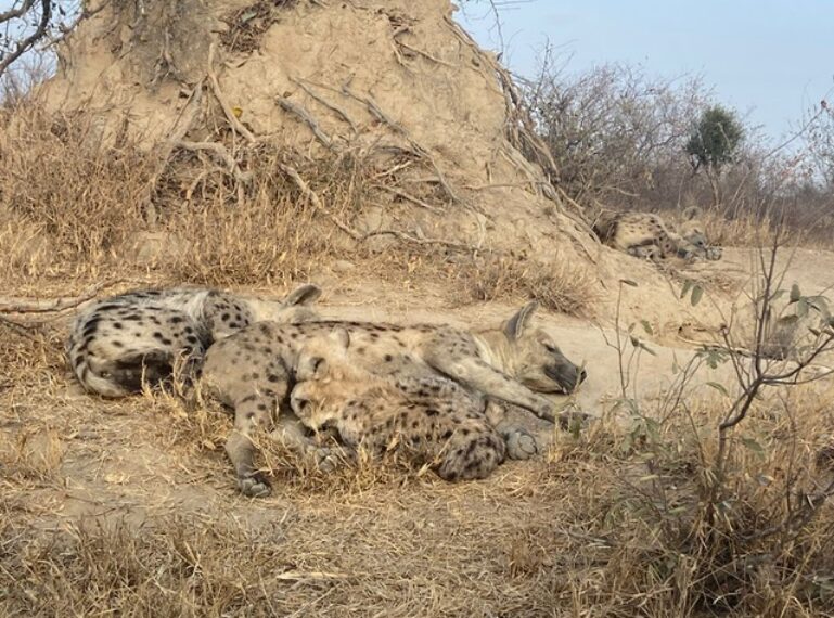 Hyena Den at Africa on Foot and nThambo Tree Camp