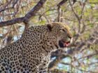 2 Male lions seen in the Savuti