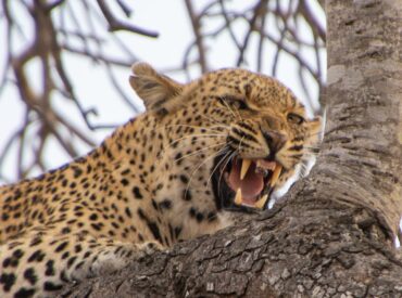 In this installment of our #GuestSafariFeedback, we had the pleasure of hearing from our German safari-goers, Sebastian and Anja. This time, they brought along their family, introducing their older teenage and young adult sons to the wonders of the wild. What an incredible way for a family to connect! Would you mind sharing a little […]