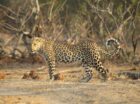 Leopard yawn