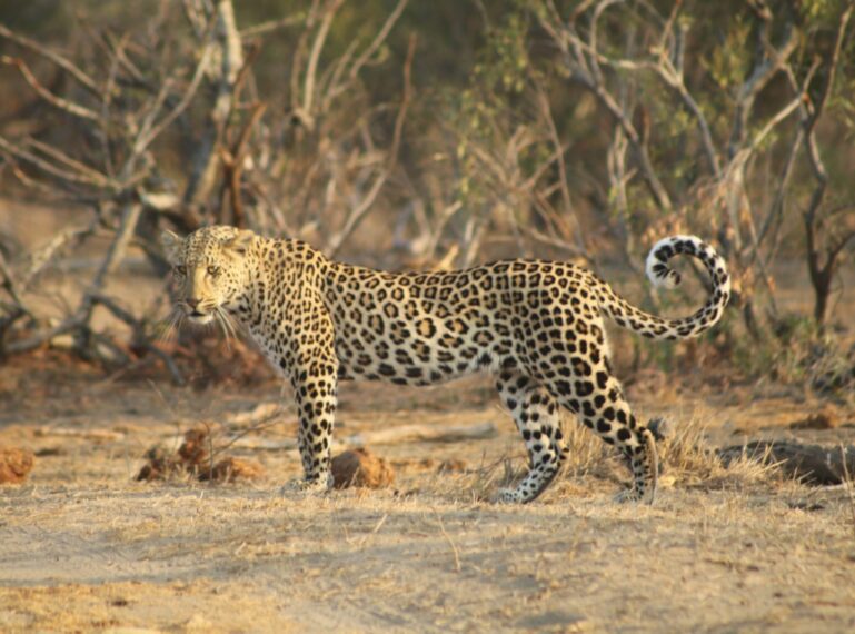 Africa on Foot’s #GuestSafariFeedback: The amazing Anna-Lisa and Rick