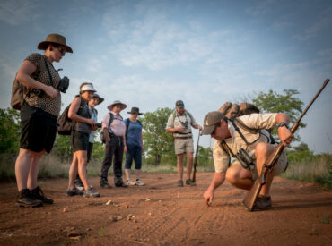 Africa on Foot Wilderness Trails offer an immersive walking safari experience. Traversing the undulating and rugged terrain of the Maseke Game reserve in the Greater Kruger, Africa on Foot Wilderness Trails cover relatively unexplored and wild landscapes. This seclusion adds to the magic of your walking safari as you are unlikely to cross any other […]