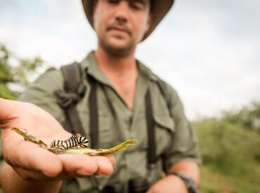 While the Big 5 are spectacular to see, there are many more wonders, great and small, to marvel at in the African bushveld. From the architectural marvels of termite mounds and the complexity of their colonies to the celestial navigation of dung beetles. The more time you spend in the wilderness, the deeper you are […]