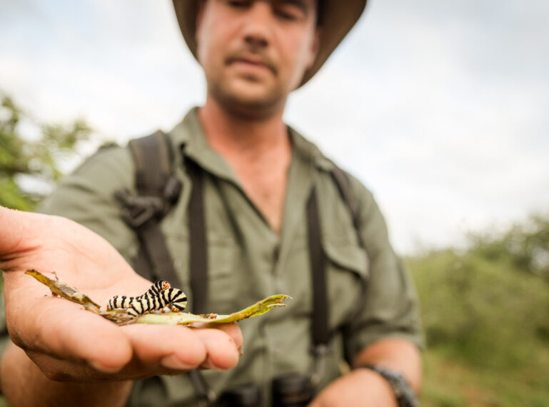 All Creatures Great and Small: Microscopic Wonders of the African Bushveld