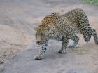 The Balule Nature Reserve seems to be on a winning streak when it comes to lion cub sightings. Spotting healthy lion cubs within a reserve is always a momentous occasion worthy of celebrating. Coupled with the new life emerging from under the shrubbery, the sleek leopards are also making an appearance in the Balule on […]