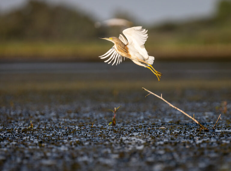 Green Season is in Full Bloom: Safari in the Southern Summer