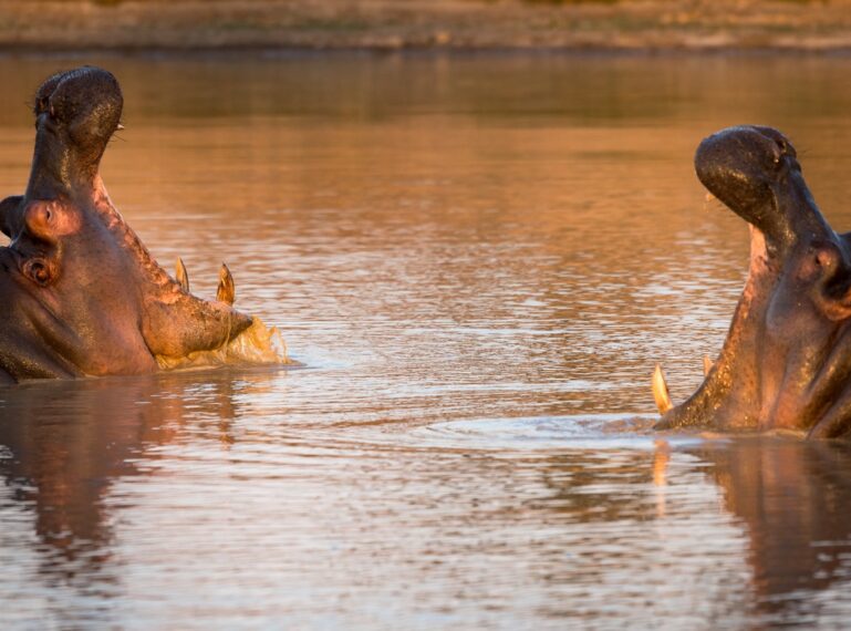 African Wildlife Mating Rituals: A Guide to Nature’s Most Intriguing Courtships